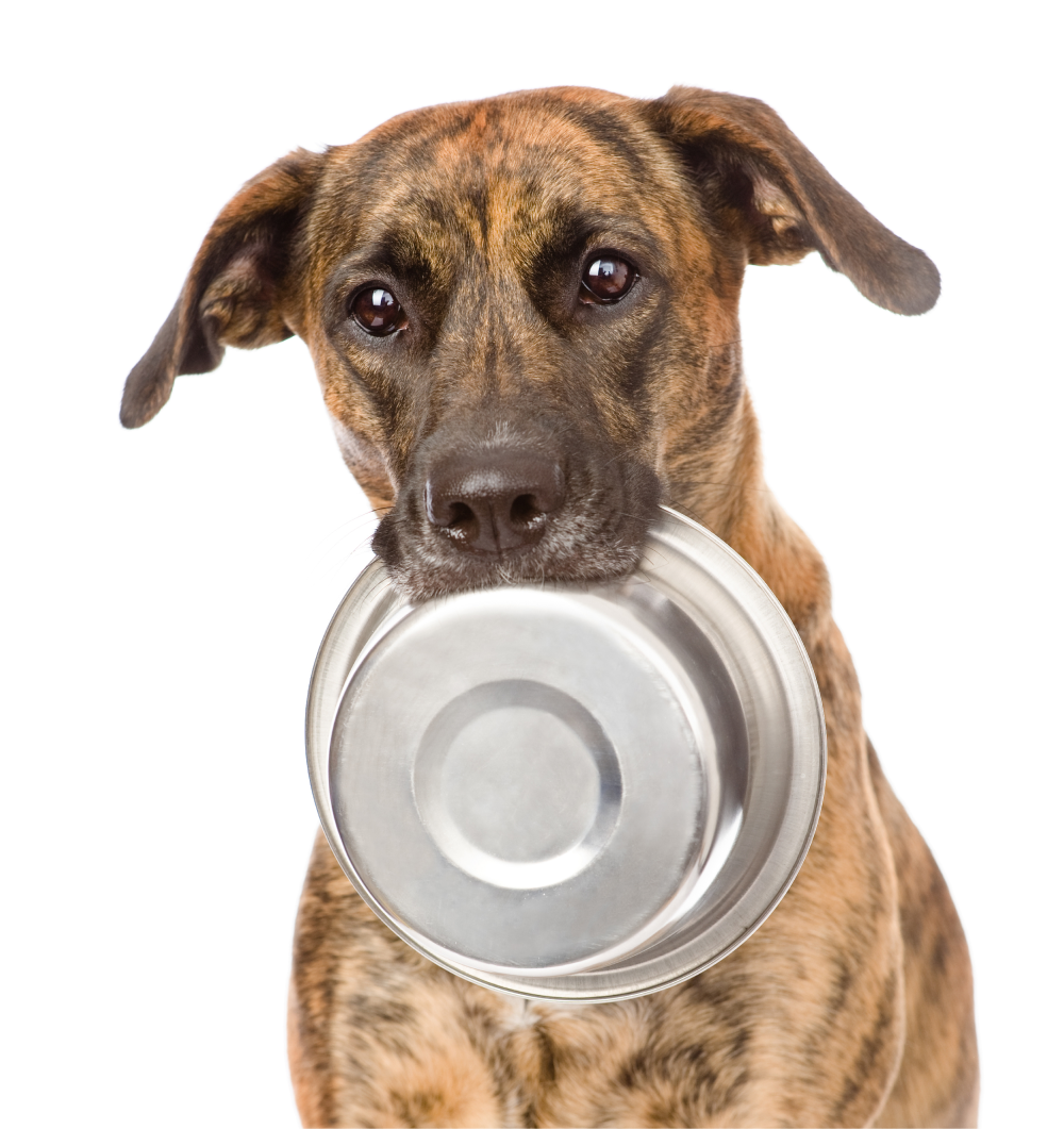 Dog Nutrition Facts